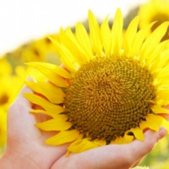 توبة أبو سنينه